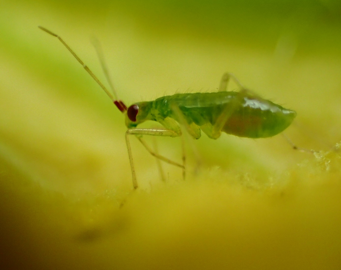 Miridae: Dicyphus sp. (ninfa)